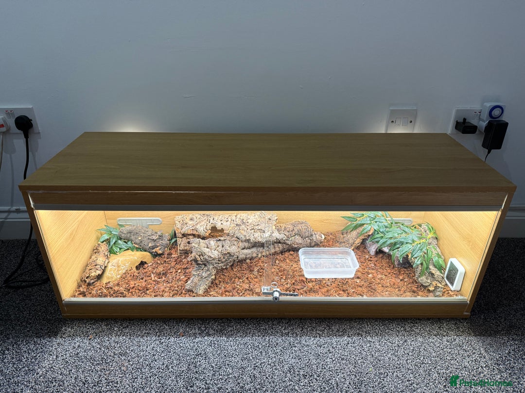 Python Snake reptiles for sale: Albino Royal python and full vivarium setup  - Advert 5