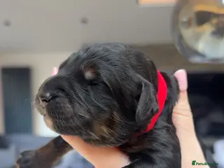 Bernedoodle dogs Merle, Black & Tan Mini Outstanding Bernedoodles - Advert 1