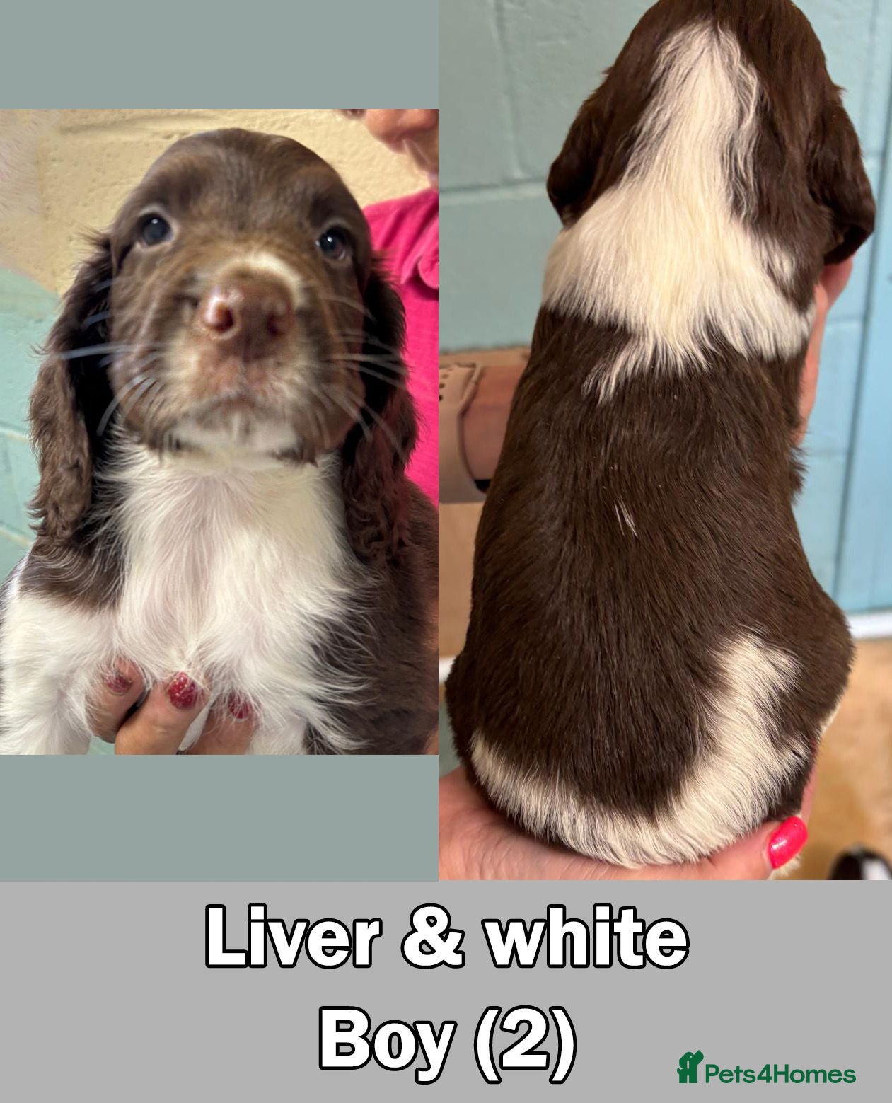 English Springer Spaniel dogs Gayener English Springer spaniels - Advert 2