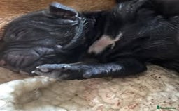 Mixed Breed dogs for sale: The Perfect Family Mid-Sized Pet - Sprocker X Rott - Image 8