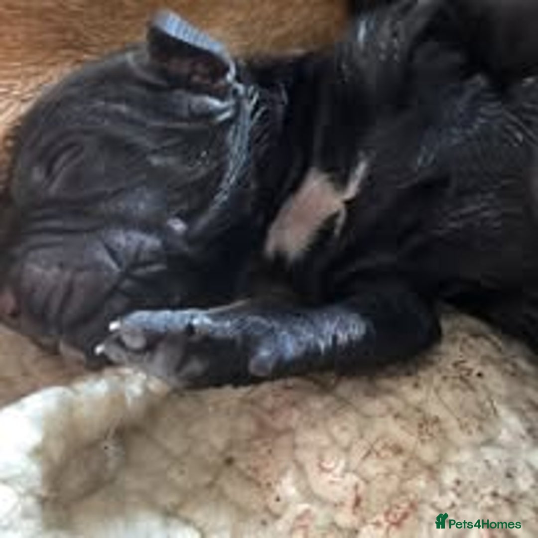Mixed Breed dogs for sale: The Perfect Family Mid-Sized Pet - Sprocker X Rott - Image 8