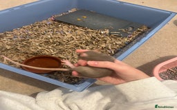 Rat rodents for sale: 2 x 7 week old rats for sale - Image 4