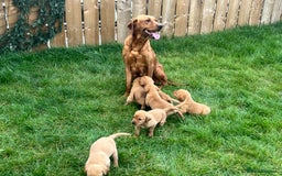 Labrador Retriever dogs for sale: Beautiful fox red Labrador pups 🐶  - Image 4