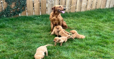 Labrador Retriever dogs - Advert 5
