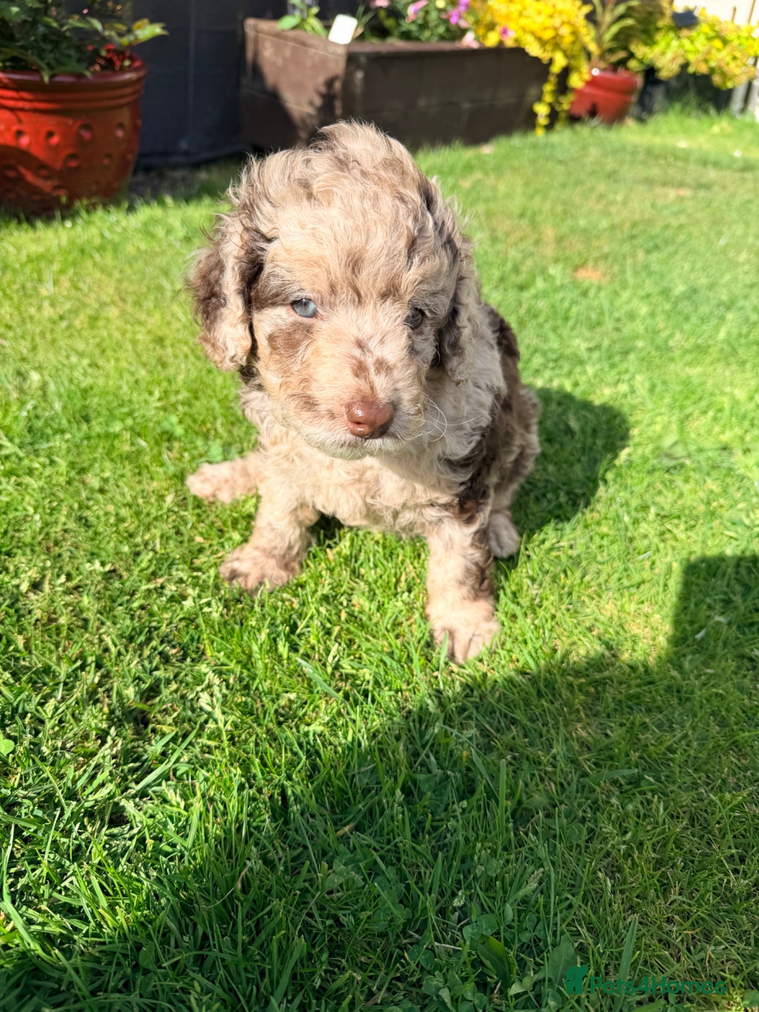 Cockapoo dogs 💙 Stunning Merle Male Cockapoo Puppy  💙 - Advert 5