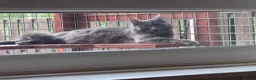 Nebelung cats for sale: 💎Nebelung X PersianxMaincoon💎 - Advert 27
