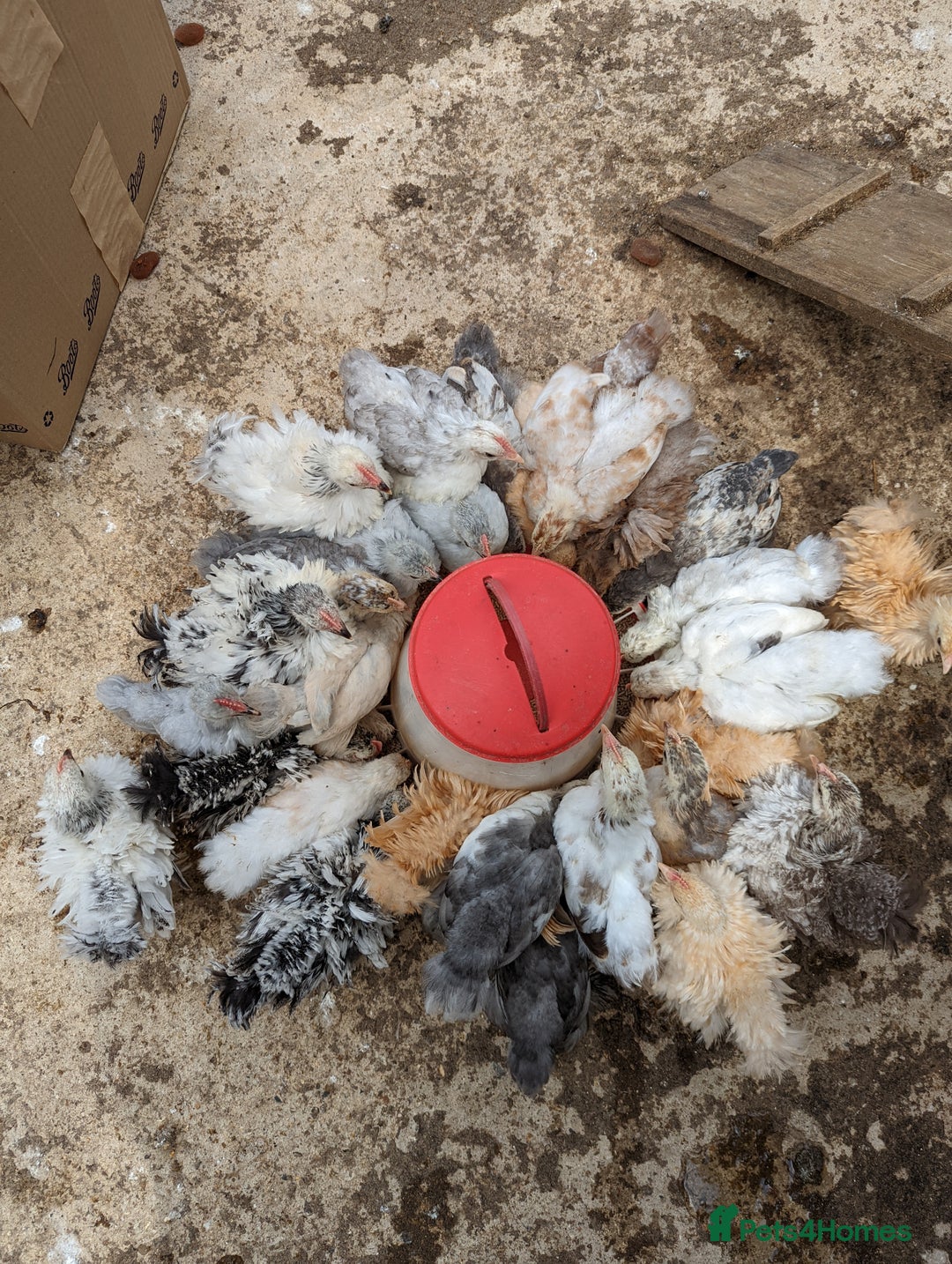 Chickens poultry for sale: FREE - Pure colour pekin bantam cockerels - Image 1