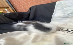 Lionhead rabbits for sale: Female Baby Lionhead Dwarf - Last One 6wks old - Image 8