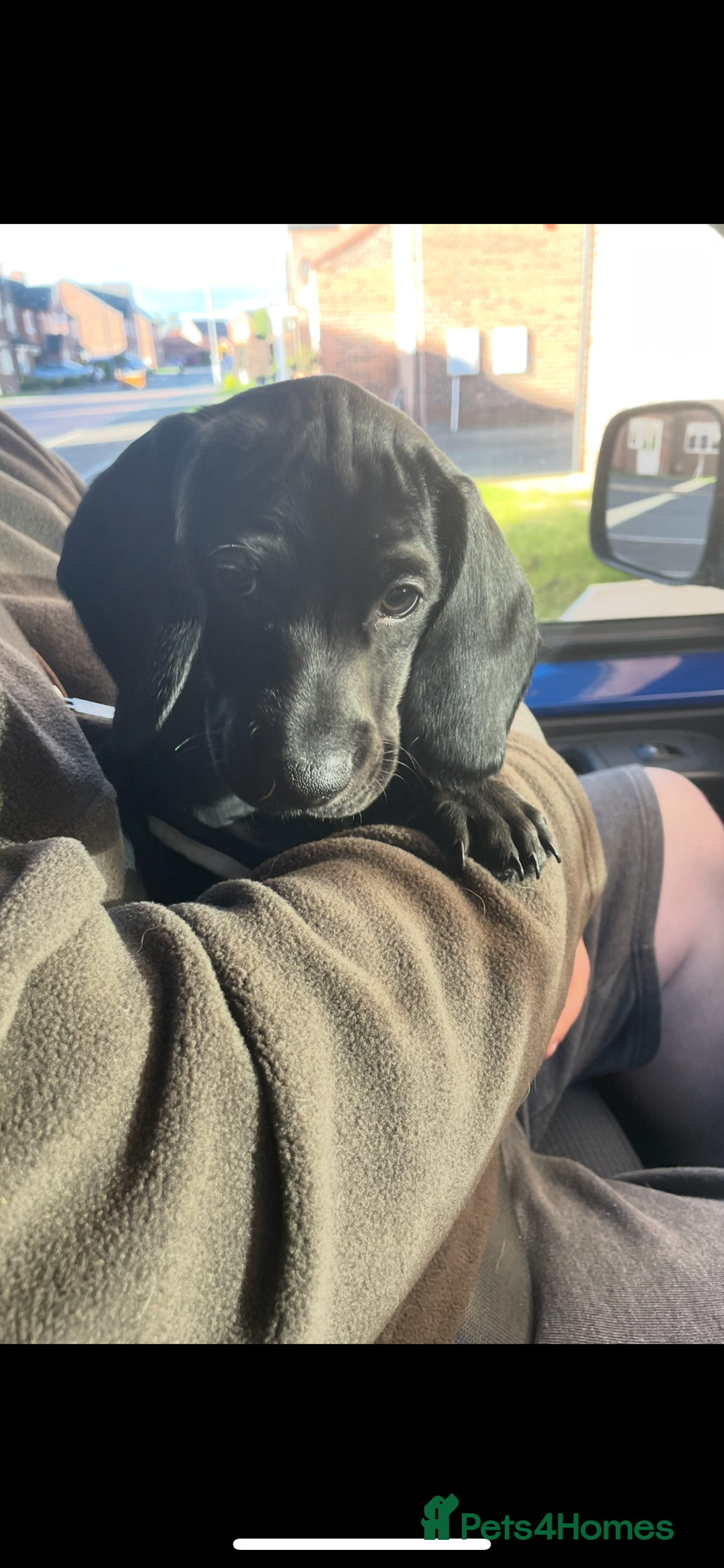 Mixed Breed dogs for sale: Black puppy with white strip on chest  - Image 11