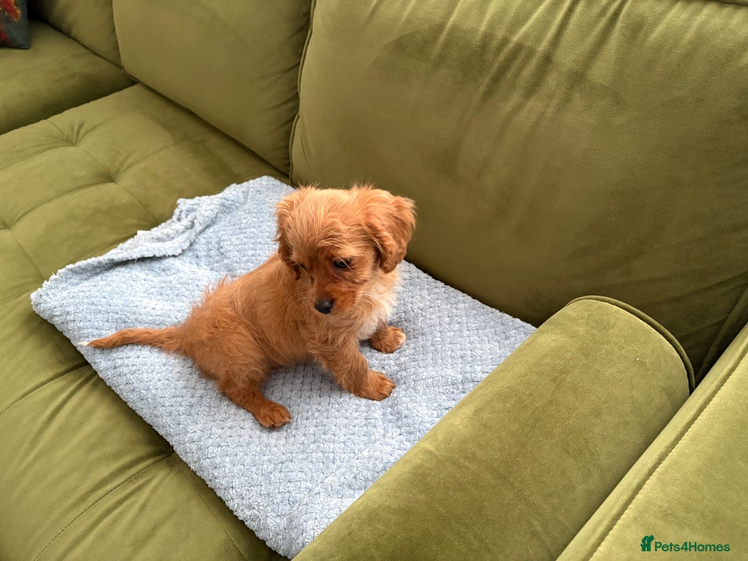 Cavapoo dogs for sale: Adorable female Cavapoo puppy needs rehoming  - Advert 2