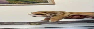 English Bulldog 4