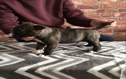 English Bull Terrier dogs for sale: Kcregd English bull terrier puppies  - Image 15