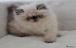 Persian cats for sale: Persian Kittens Looking For New Home - Image 7