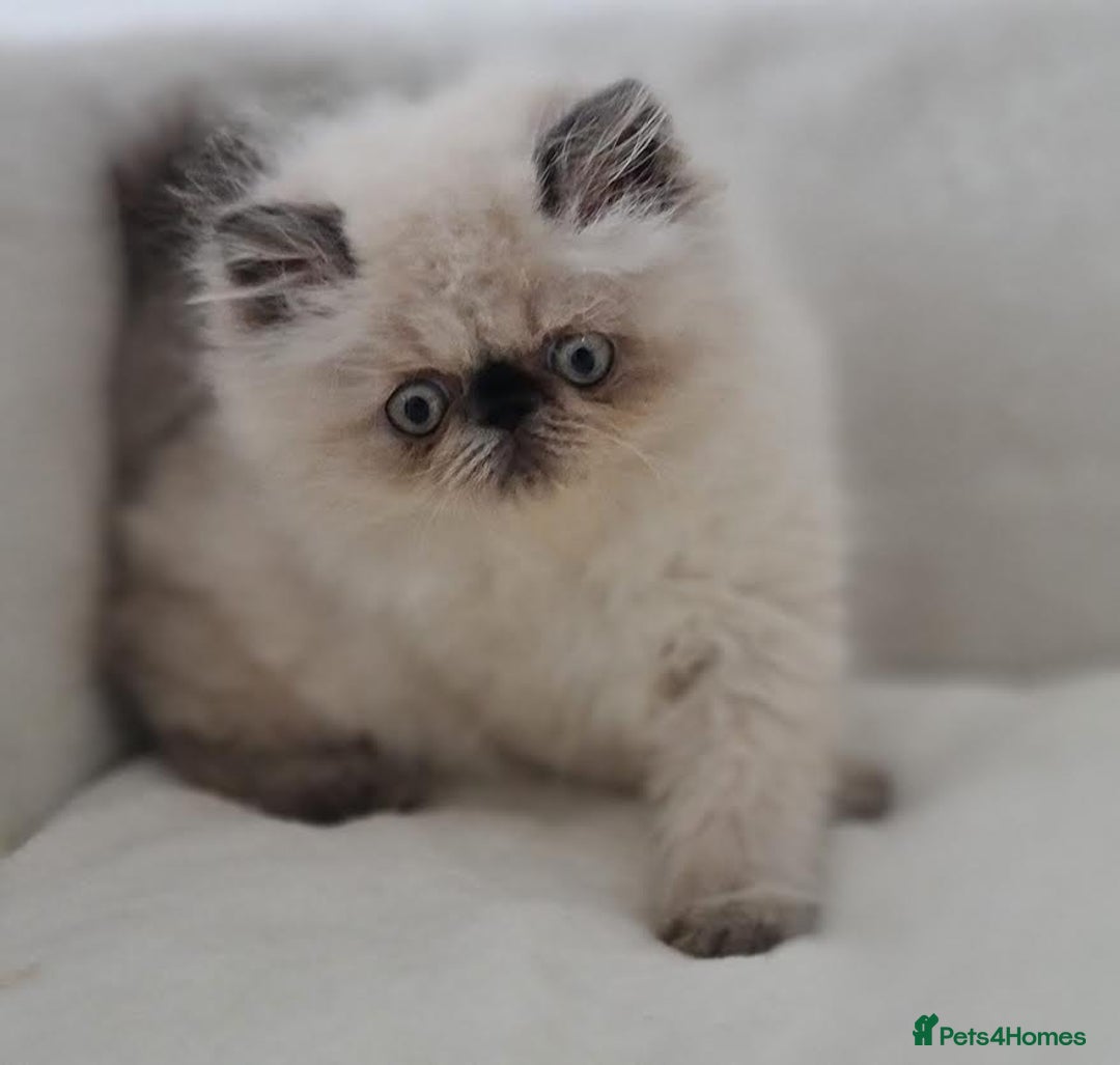 Persian cats for sale: Persian Kittens Looking For New Home - Image 7
