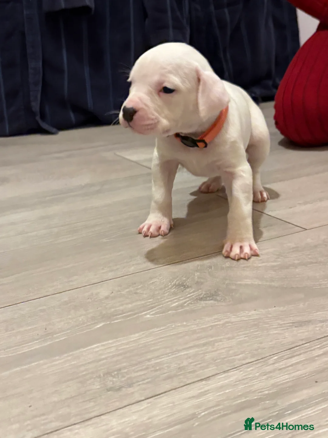 American Bulldog dogs for sale: American bulldog puppies  - Advert 19