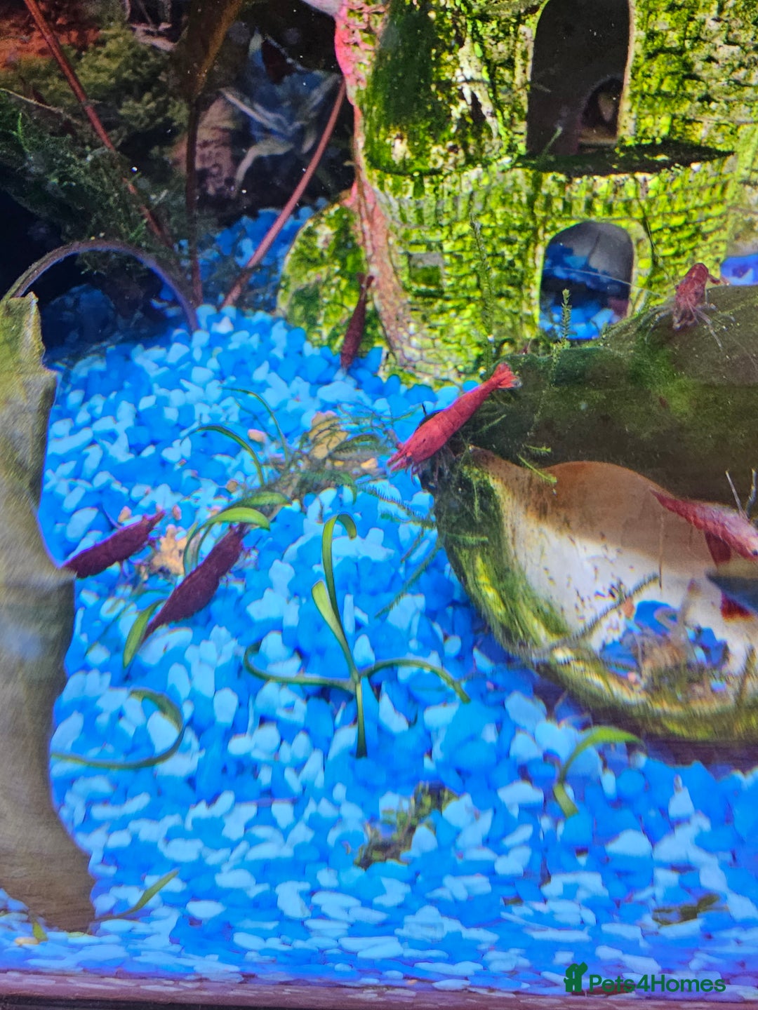 Shrimps fish for sale: Red Cherry shrimp and Endler guppies  - Advert 2