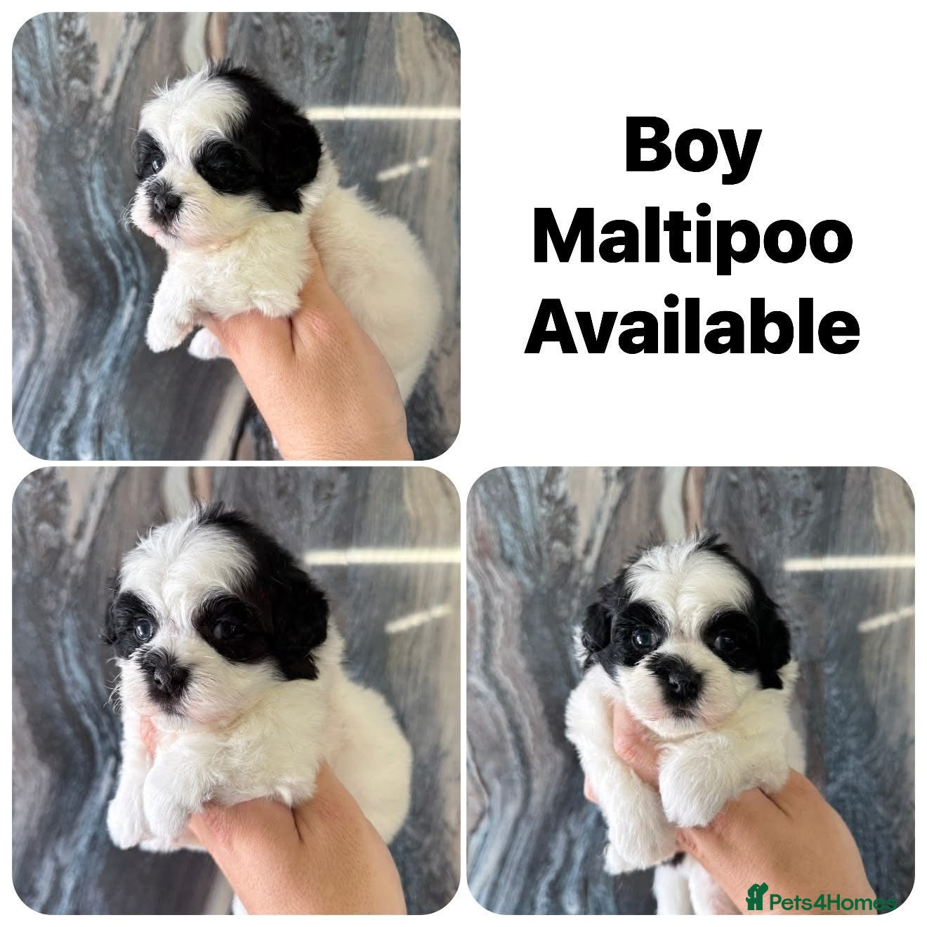 Maltipoo dogs 💎 OUTSTANDING TINY KOREAN MALTIPOOS 💎  - Advert 2