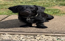 Miniature Dachshund dogs for stud: Miniature Dachshund Black Wire FOR STUD - Image 2