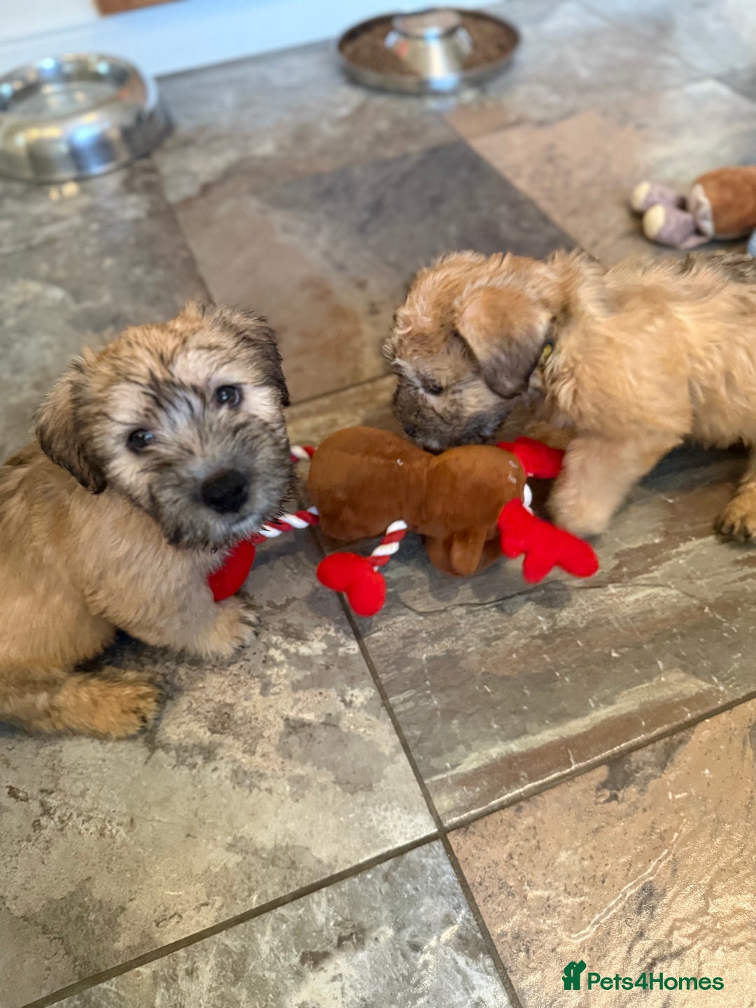 Glen of Imaal Terrier dogs for sale: Glen of Imaal terrier puppies - Advert 29