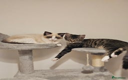 Ragdoll cats for sale: 2 beautiful kittens free to a good home - Image 1