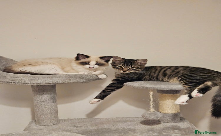 Ragdoll cats - Advert 6