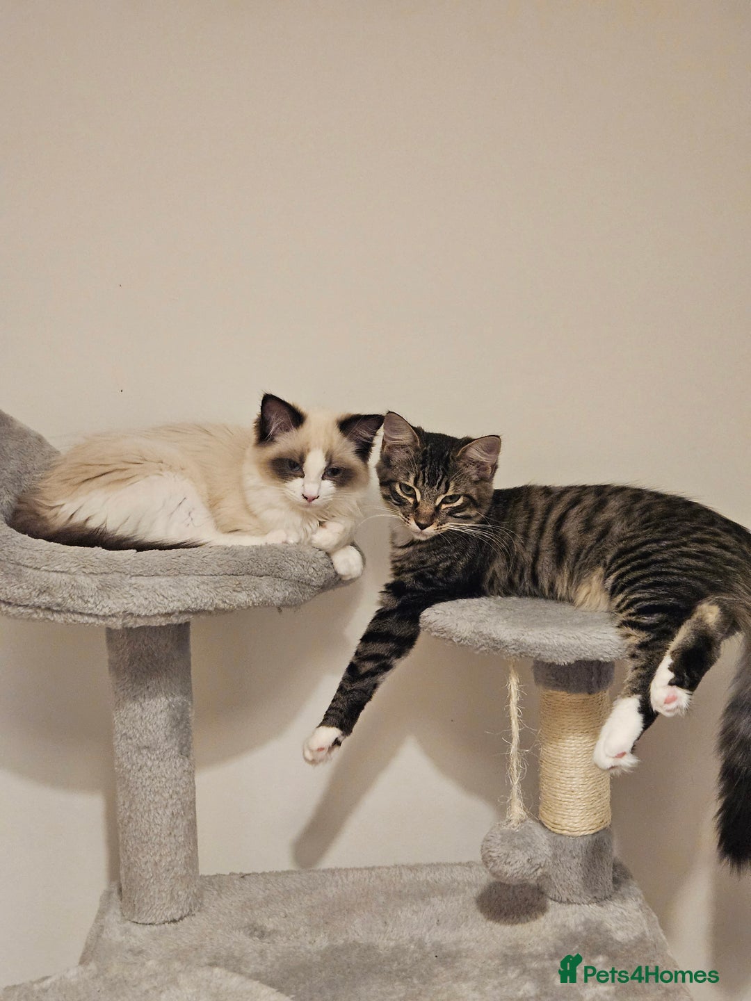 Ragdoll cats for sale: 2 beautiful kittens free to a good home - Image 1