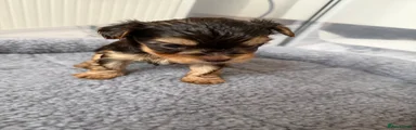 Yorkshire Terrier 3