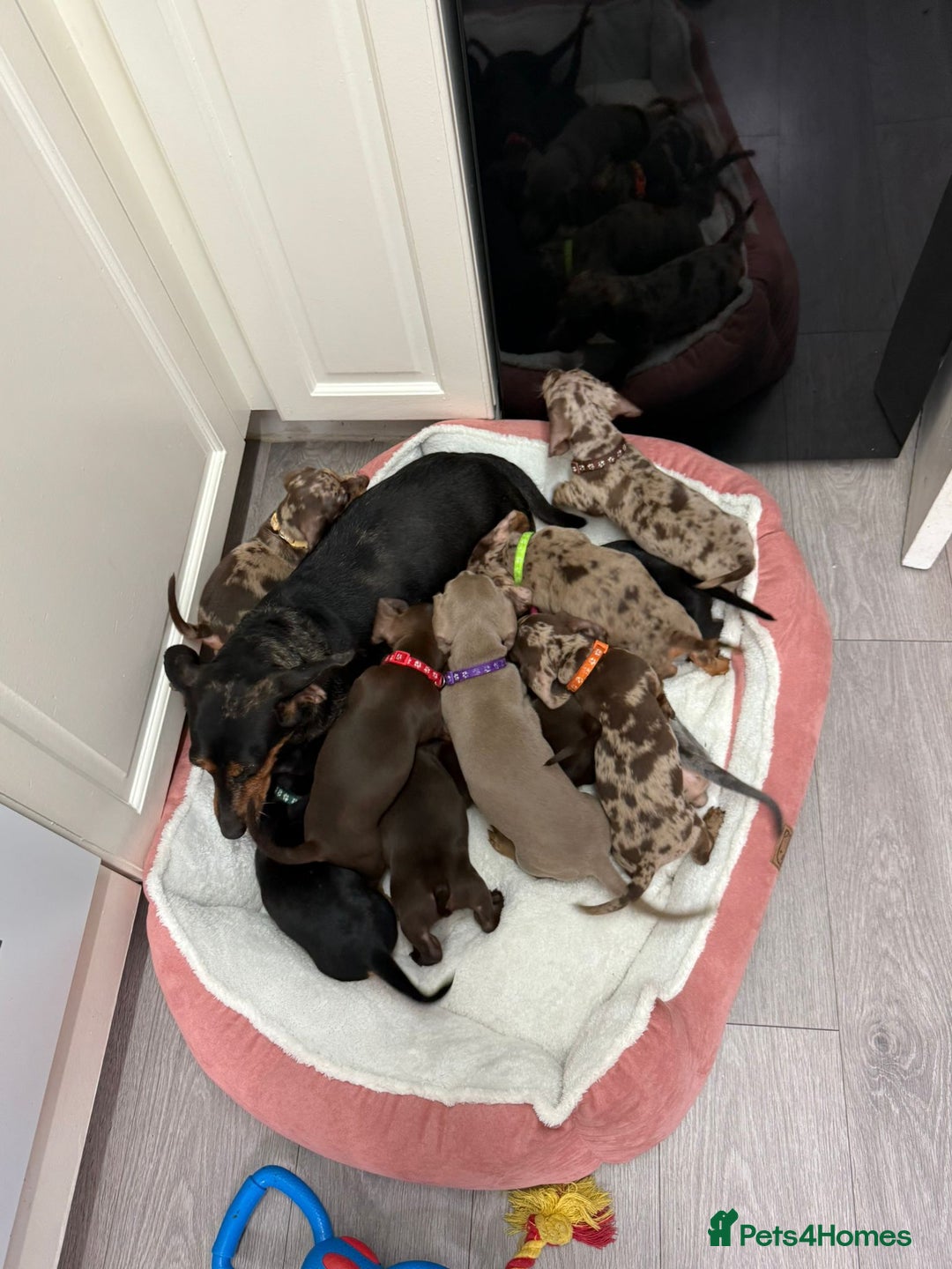 Miniature Dachshund dogs for sale: Miniature Dachshund Puppies - Advert 9