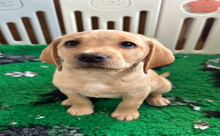 Labrador Retriever dogs - Advert 2
