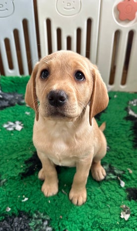 Labrador Retriever dogs - Advert 16