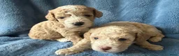 Cockapoo dogs for sale: Beautiful miniature cockapoo in Bridgwater - Advert 4