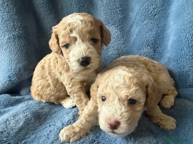 Cockapoo dogs Beautiful miniature cockapoo - Advert 3