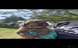 Labradoodle dogs for sale: 🐶 Labradoodle puppies for sale 🐶 - Image 3