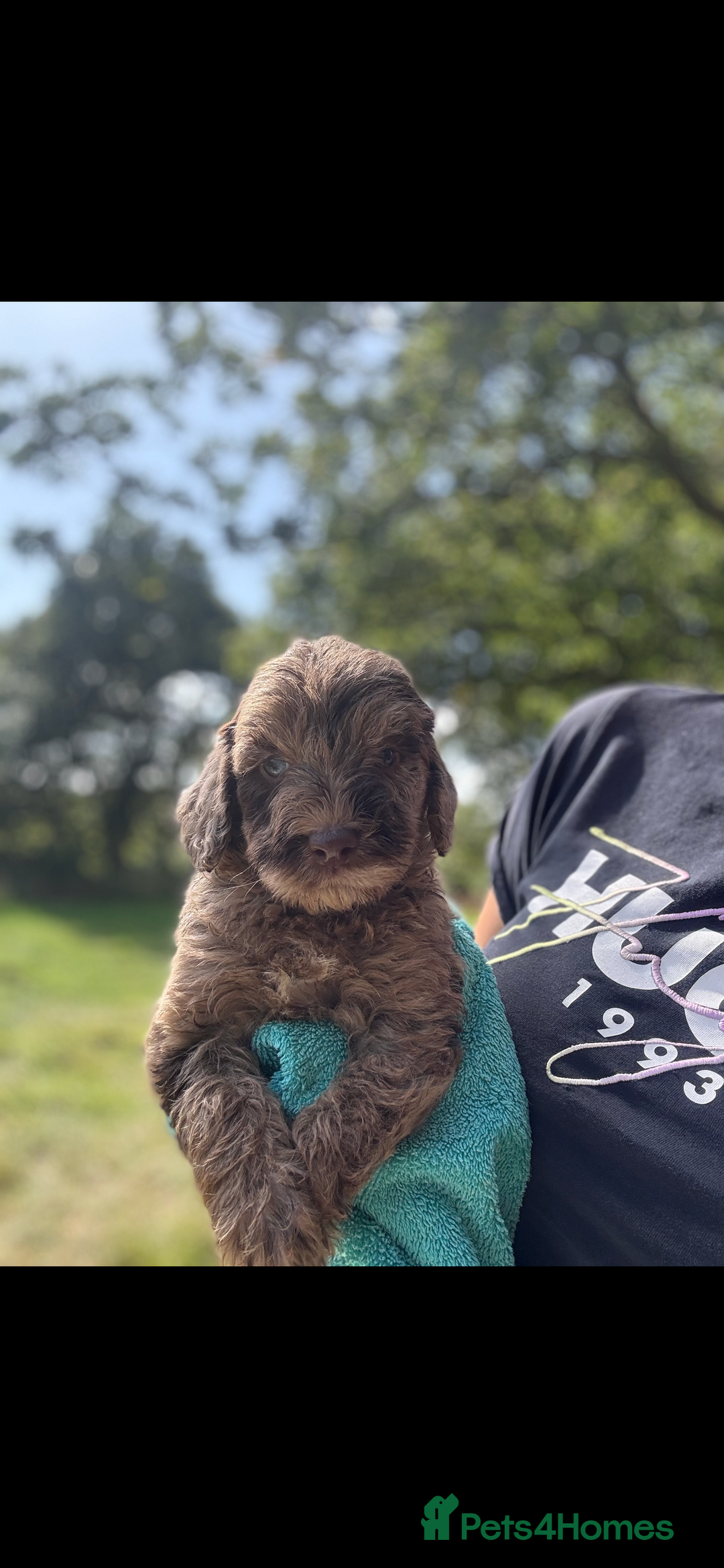 Labradoodle dogs for sale: 🐶 Labradoodle puppies for sale 🐶 - Image 3