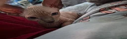 Sphynx cats for sale: Canadian sphynx kittens looking for home - Advert 34