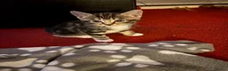 Mixed Breed cats for sale: 5 boys and 2 girls looking for new homes  - Advert 7