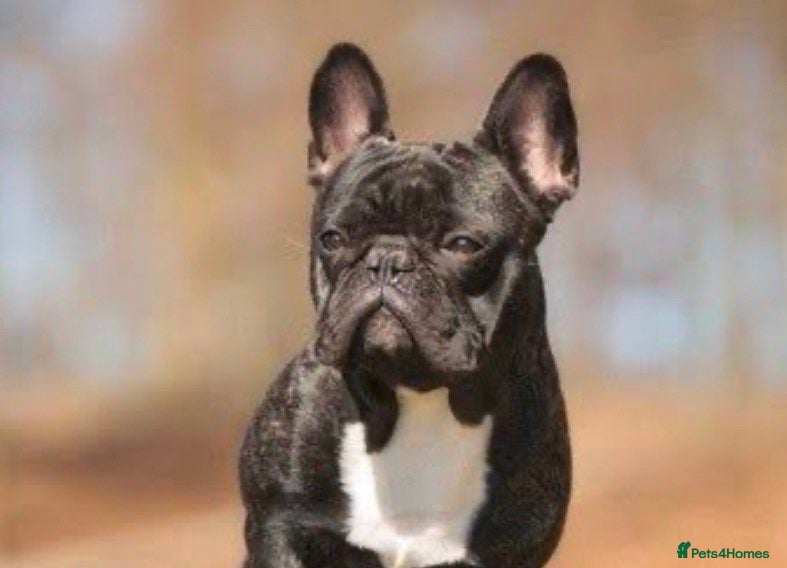 French Bulldog dogs Last of the litter beautiful girl  - Advert 4