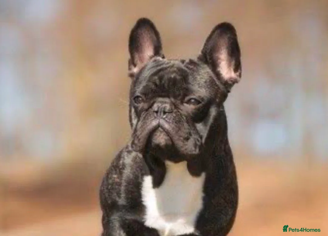 French Bulldog dogs for sale: Last of the litter beautiful girl  - Advert 1