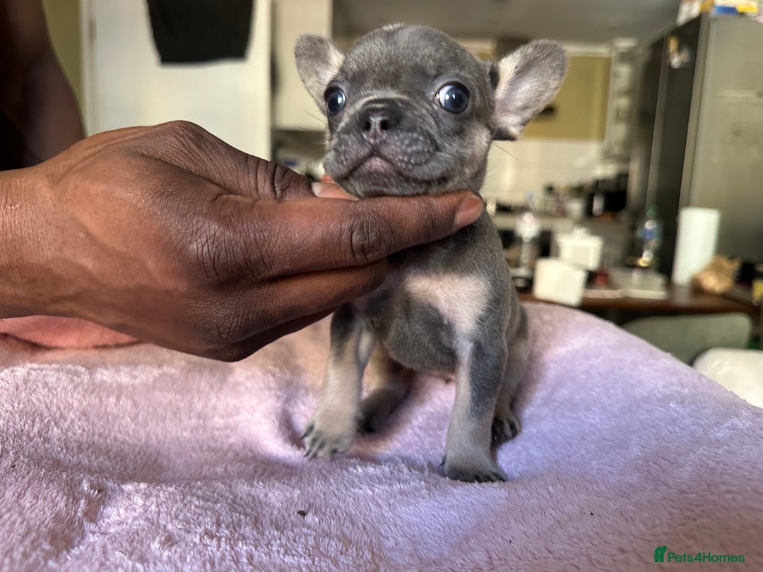 French Bulldog dogs for sale: Adorable French Bulldog Puppies in Barking - Image 5