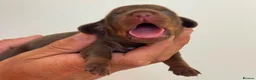 Miniature Dachshund dogs for stud: Tiny chocolate and tan miniature dachshund stud - Advert 15