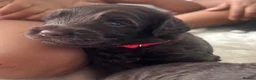 Sproodle dogs for sale: Gorgeous chocolate sproodle f1b puppies in Hull - Advert 26