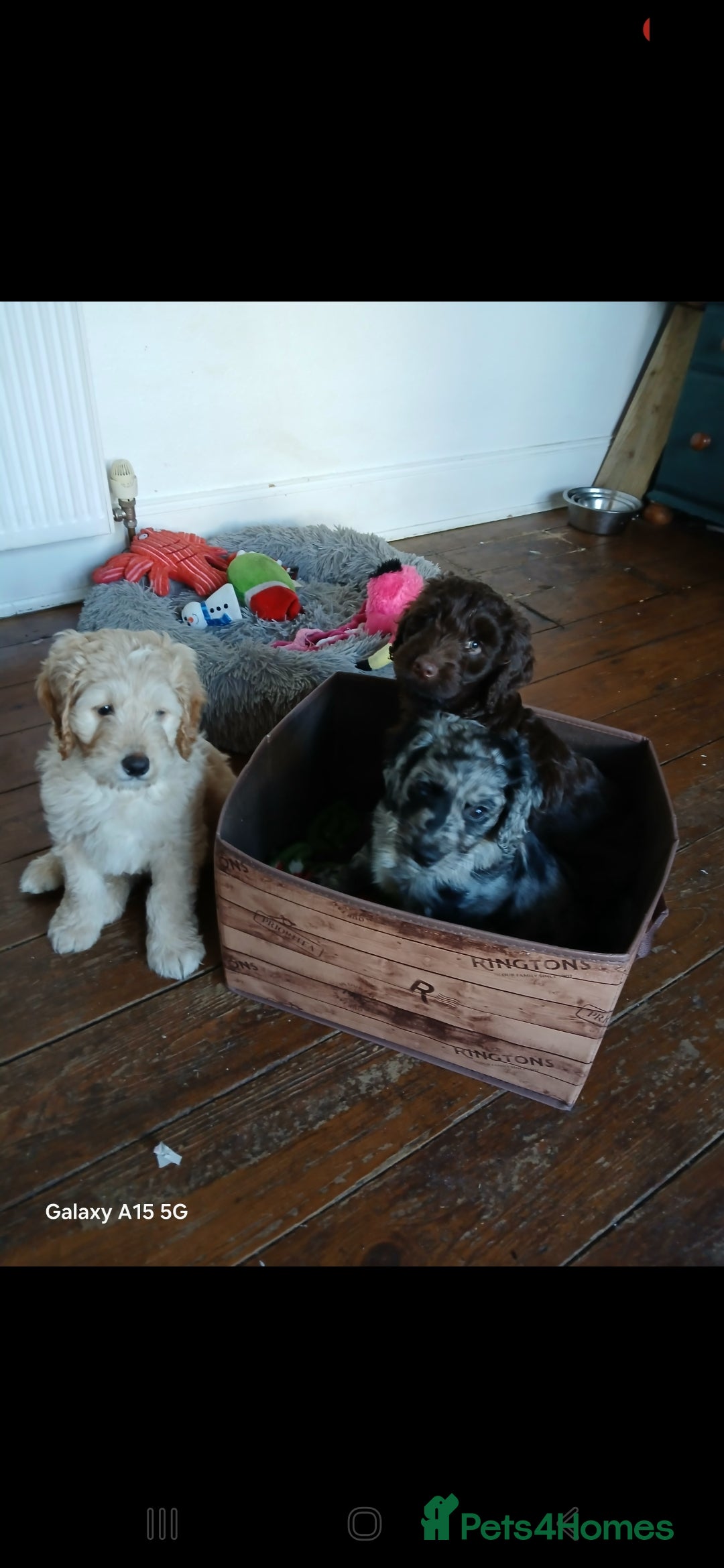Mixed Breed dogs 3 beautiful cocker doodles - Advert 5