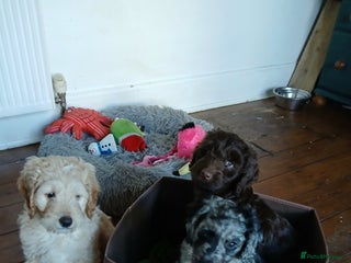 Mixed Breed dogs 3 beautiful cocker doodles - Advert 5