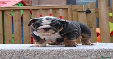 English Bulldog dogs - Advert 15