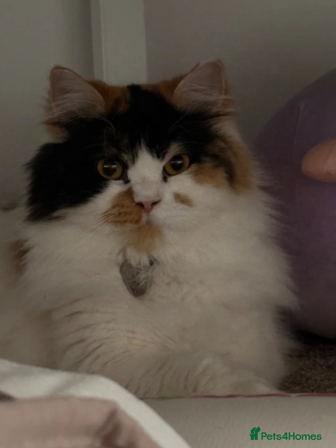 Persian cats for sale: Beautiful Calico Persian, female  in Northolt - Advert 1