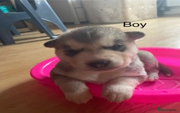 Mixed Breed dogs for sale: Husky puppies for sale - Image 7