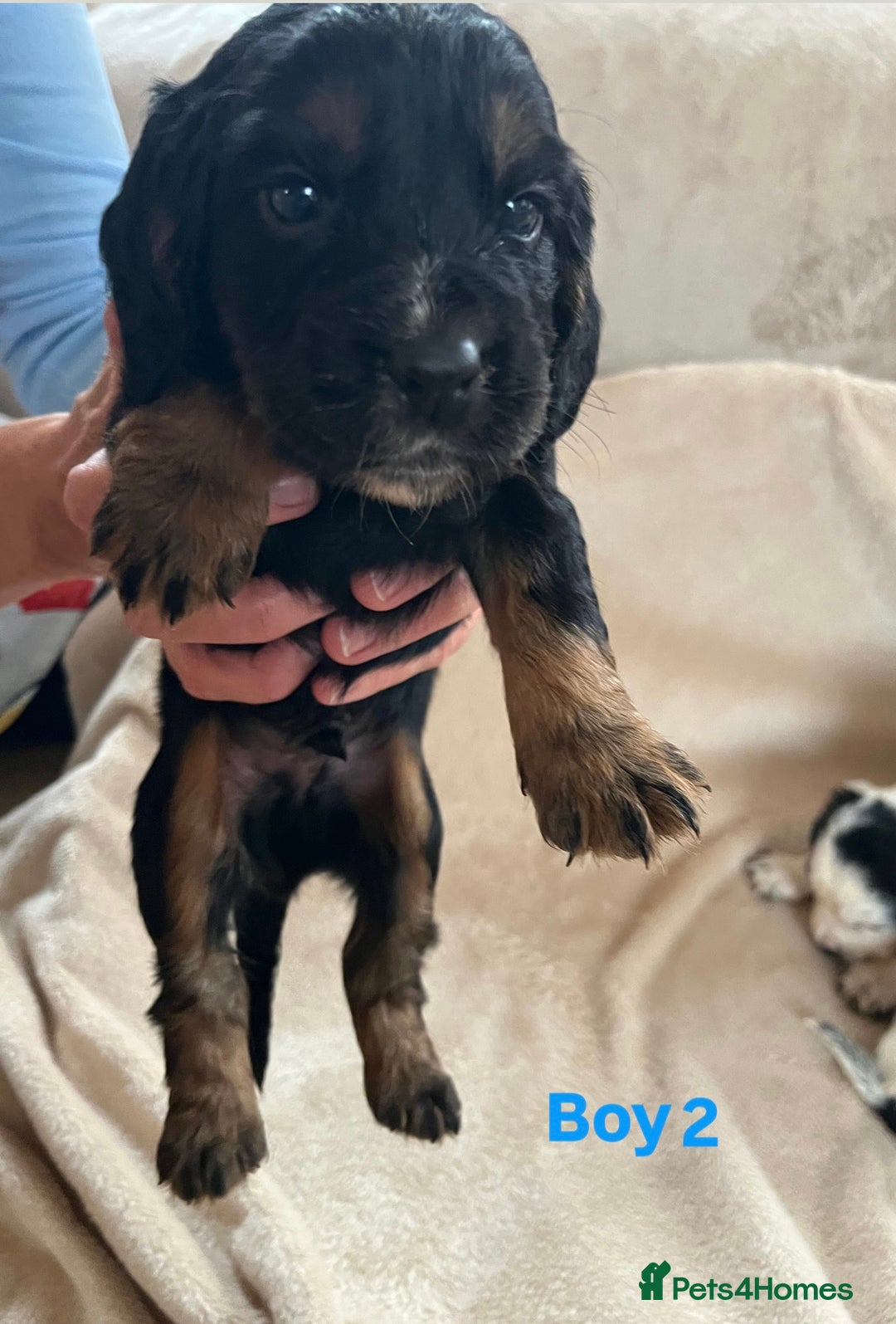 Cocker Spaniel dogs for sale: Cocker spaniel puppies for sale 🤩🐶 - Image 5