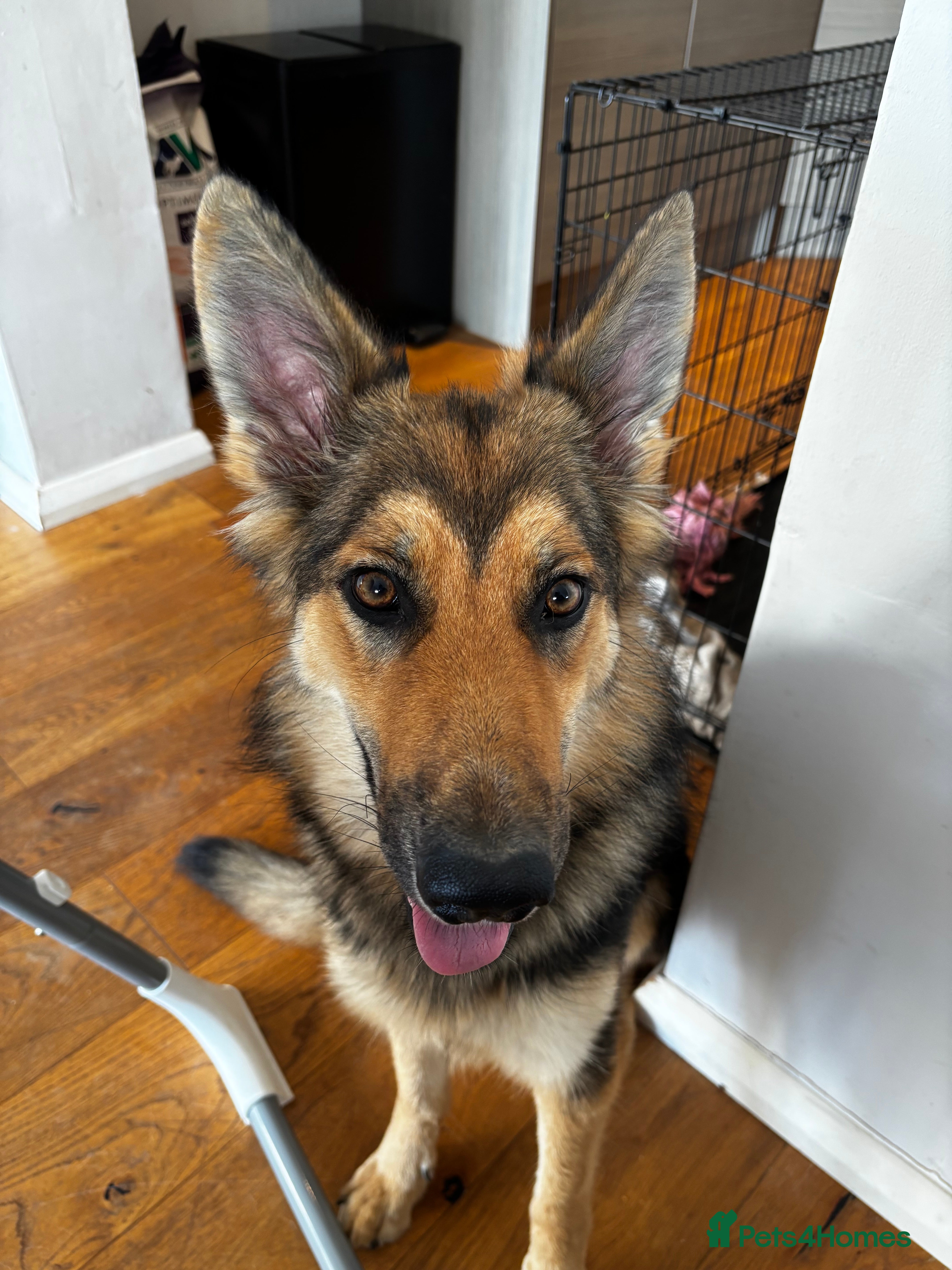 German Shepherd dogs 1 year old female GSD for sale  - Advert 1