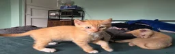 Sphynx cats for sale: Sphynx / Devon Rex Mix Kittens Ready Homes - Advert 41