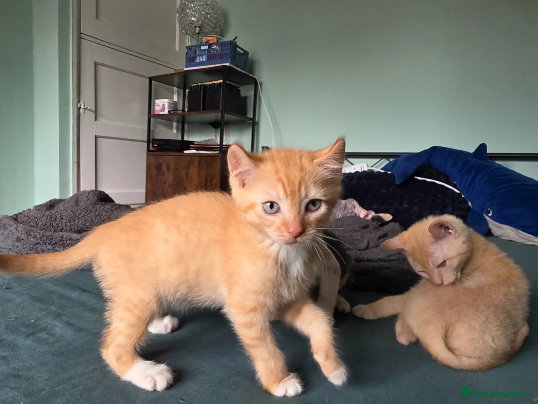 Sphynx cats for sale: Sphynx / Devon Rex Mix Kittens Ready Homes - Advert 41